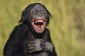 Laughing-bonobo-360x240